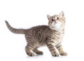 Cute cat kitten standing profile side view over white background cutout Royalty Free Stock Photo