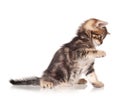 Cute kitten Royalty Free Stock Photo