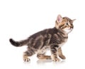 Cute kitten Royalty Free Stock Photo