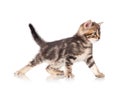 Cute kitten Royalty Free Stock Photo