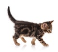 Cute kitten Royalty Free Stock Photo