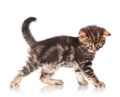 Cute kitten Royalty Free Stock Photo