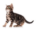 Cute kitten Royalty Free Stock Photo