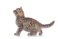 Cute kitten standing profile side view over white background cutout Royalty Free Stock Photo