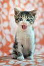 Cute kitten sticking his tongue out