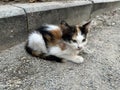 cute kitten stray cat, close-up. Royalty Free Stock Photo