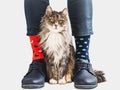 Cute kitten, stylish shoes and bright socks Royalty Free Stock Photo
