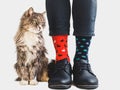 Cute kitten, stylish shoes and bright socks Royalty Free Stock Photo