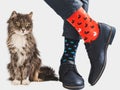 Cute kitten, stylish shoes and bright socks Royalty Free Stock Photo