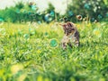 Cute kitten on summer grass Royalty Free Stock Photo