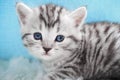 Cute kitten tabby color. Kitten
