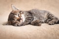 Cute kitten tabby color slumbering on beige carpet