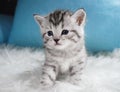 Cute kitten tabby color. Kitten