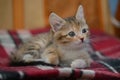 Cute kitten of a three-color color with stripes with blue eyes lies on a checkered plaid