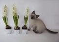 Cute kitten and three hyacinth in flower pots