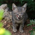 A cute kitten of a tiger color licks its lips. Cat`s tongue.