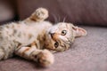 Cute kitten of tiger color lying on couch.