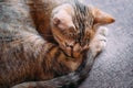 Kitten lying curled up on a sofa. Royalty Free Stock Photo