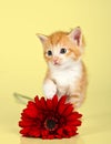 Cute kitten toughing a red flower