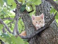 Cute kitten up in tree relaxing Royalty Free Stock Photo