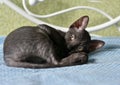 Cute kitten Ural Rex is lying in bed. The pet looks on curiously. Cozy home background