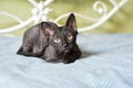 Cute kitten Ural Rex is lying in bed. The pet looks on curiously. Cozy home background