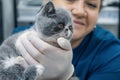 Cute kitten in veterinarian hands. Vet doctor examining a patient cat in a veterinary clinic. Kitten pet check up Royalty Free Stock Photo