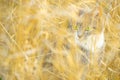 Cute kitten walk in the dry golden grass. Lovely young cat hunt in the sunny garden Royalty Free Stock Photo