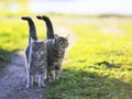 Cute kitten walking arm in arm on a green meadow and holding u Royalty Free Stock Photo