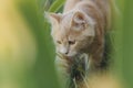 Kitten walking outdoors, portrait of small ginger cat hunting in grass, animal habits Royalty Free Stock Photo