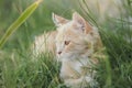 Cute kitten walking on nature, portrait of small ginger cat hunting in grass, pets outdoors Royalty Free Stock Photo