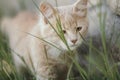 Cute kitten walking outdoors, portrait of small ginger cat hunting in grass, animal habits Royalty Free Stock Photo