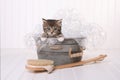 Cute Kitten in Washtub Getting Groomed By Bubble Bath