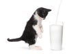 Cute Kitten Watching Milk Pour Into a Glass