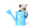 Cute kitten in watering can Royalty Free Stock Photo