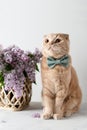 Cute kitten wearing bow tie and lilac flowers bouquet on white background. Concept for a spring greeting card, poster, invitation Royalty Free Stock Photo