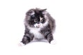 Cute cute kitten white isolated background close-up