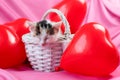 Cute kitten in a white wicker basket next to red heart-shaped balloons on a pink background. Valentine`s Day. Cute pets Royalty Free Stock Photo