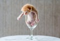 Cute Kitten in Wine Glass with textured background
