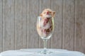 Cute Kitten in Wine Glass with textured background