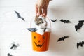 Cute kitten in witch hat sitting in halloween trick or treat bucket on white background with black bats. Hand holding jack o` Royalty Free Stock Photo