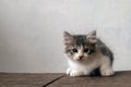 a Cute kitten on the wooden table is curiously looking at the camera Royalty Free Stock Photo