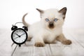 Cute kitten on a wooden white background and alarm clock. Fluffy kitten