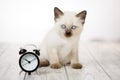 Cute kitten on a wooden white background and alarm clock. Fluffy kitten