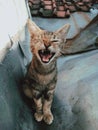 cute kitten yawn in the roof and looks beautiful