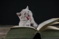 Cute kitten yawning on a book, black background, Royalty Free Stock Photo