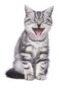 Cute kitten is yawning Royalty Free Stock Photo