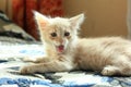 Cute kitten yawning Royalty Free Stock Photo