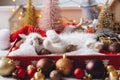 Cute kitten yawning and lying in box with santa hat and christmas baubles in lights. Cozy winter Royalty Free Stock Photo