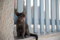 Cute kitten yawning outdoors, next to a blue gate Royalty Free Stock Photo